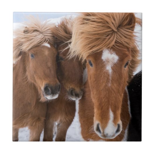 アイスランドの馬の鼻づら、アイスランド タイル (正面)