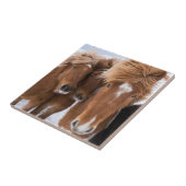 アイスランドの馬の鼻づら、アイスランド タイル (側面)
