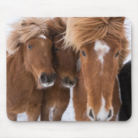 アイスランドの馬の鼻づら、アイスランド マウスパッド (正面)