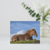 アイスランドの馬は休息と空 ポストカード (スタンド正面)