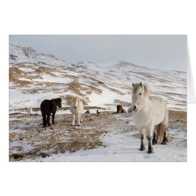 アイスランドの馬を使った風景 (正面横)
