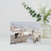 アイスランドの馬を使った風景 ポストカード (スタンド正面)