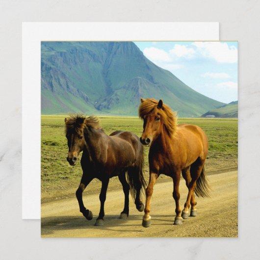 アイスランドの馬 シーズンカード (正面/裏面)