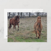 アイスランドの馬 ポストカード (正面/裏面)