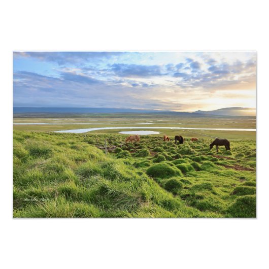 アイスランドの馬; 田舎の風景 フォトプリント            (正面)