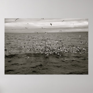 アイスランドの鳥群れ ポスター