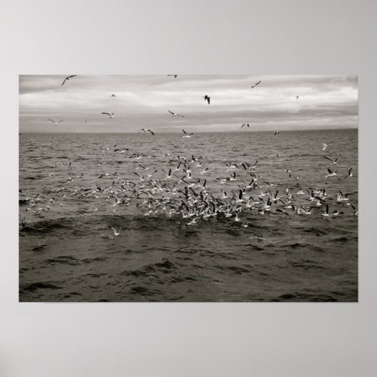 アイスランドの鳥群れ ポスター (正面)