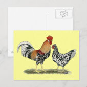 アイスランドの鶏 ポストカード (正面/裏面)