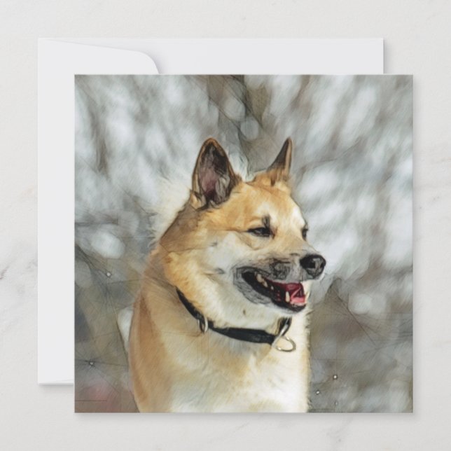 アイスランドシェプドッグ019 (正面)