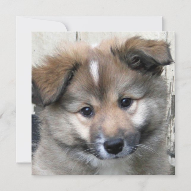 アイスランドシェプドッグ2014年～0801年 (正面)