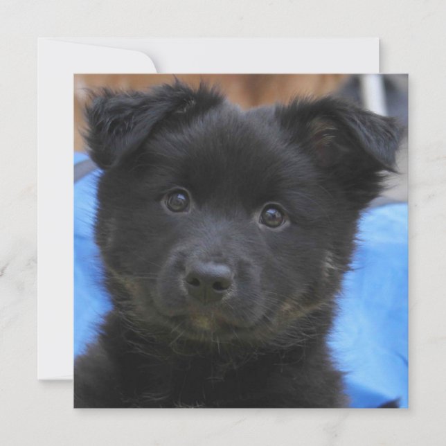 アイスランドシェプドッグ2014年～0805年 (正面)