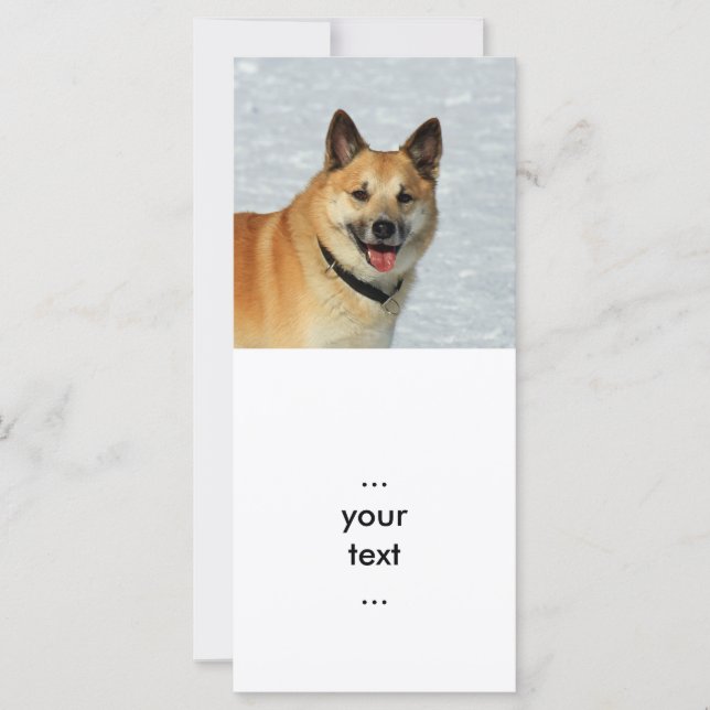 アイスランドシェプドッグ20150904 (正面)