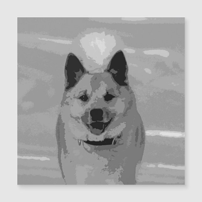 アイスランドシェプドッグ20151203 (正面)