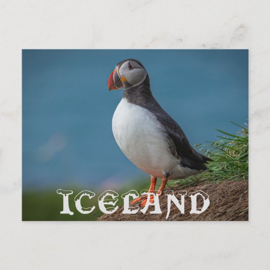 アイスランドパフィン葉書 ポストカード (正面)