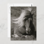 アイスランドホース ポストカード (正面/裏面)