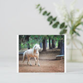 アイスランドホース ポストカード (スタンド正面)