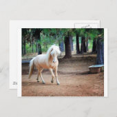 アイスランドホース ポストカード (正面/裏面)