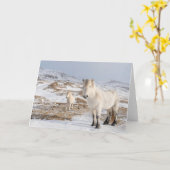 アイスランドホース | Blonduos，アイスランド カード (黄色い花)