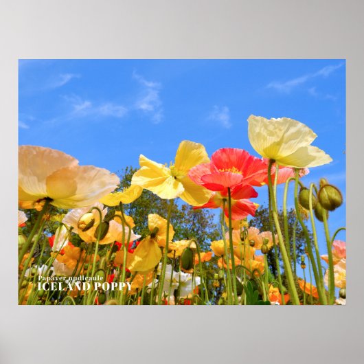 アイスランドポピー ポスター (正面)