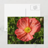 アイスランドポピー ポストカード (正面/裏面)
