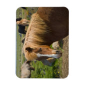 アイスランド北東部のアイスランドの馬 マグネット (縦)
