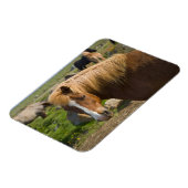 アイスランド北東部のアイスランドの馬 マグネット (左側)