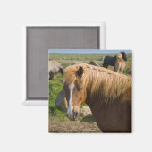 アイスランド北東部のアイスランドの馬 マグネット (正面/裏面)