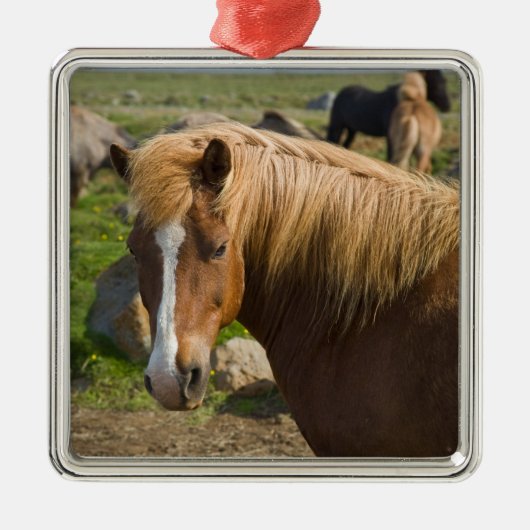 アイスランド北東部のアイスランドの馬。 メタルオーナメント (正面)