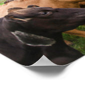 アイスランド牛 ポスター (角)