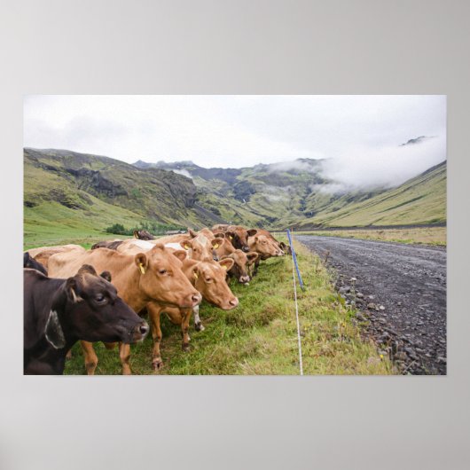 アイスランド牛 ポスター (正面)