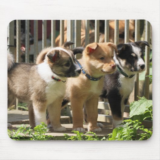 アイスランド犬の子犬 マウスパッド (正面)