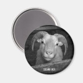 アイスランド羊 –  マグネット (正面/裏面)