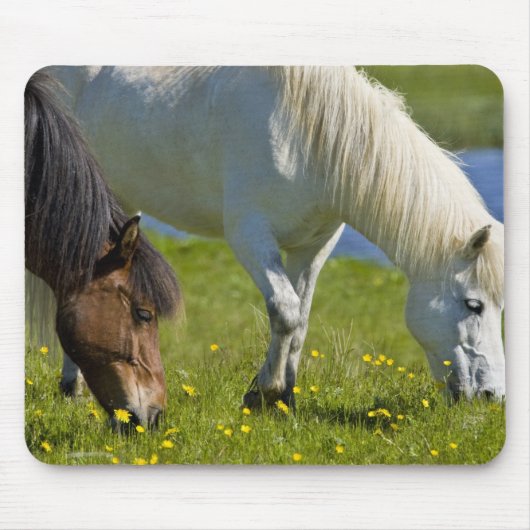 アイスランド西部にいるアイスランド馬 マウスパッド (正面)