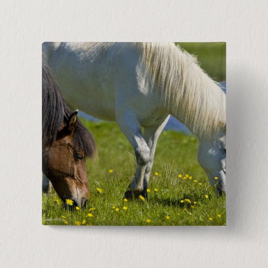 アイスランド西部にいるアイスランド馬 缶バッジ (正面)