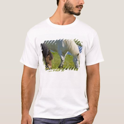 アイスランド西部にいるアイスランド馬 Tシャツ (正面)