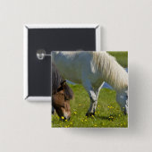 アイスランド西部のアイスランドウマ。 缶バッジ (正面&裏面)