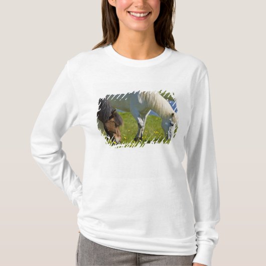 アイスランド西部のアイスランド馬 Tシャツ (正面)