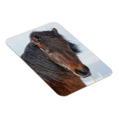 アイスランド馬の顔のアップショット マグネット (右側)