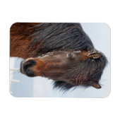 アイスランド馬の顔のアップショット マグネット (横)