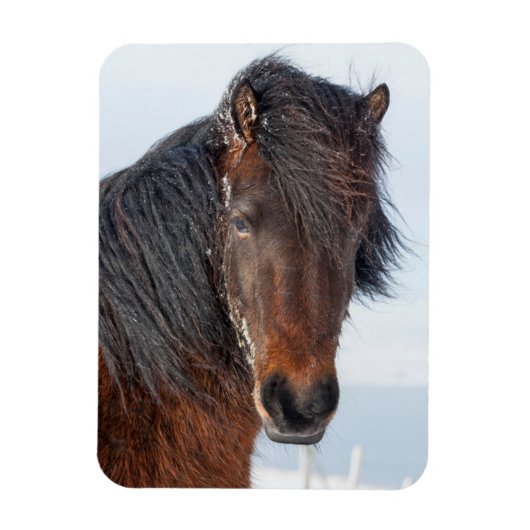 アイスランド馬の顔のアップショット マグネット (縦)