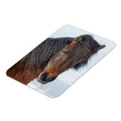 アイスランド馬の顔のアップショット マグネット (左側)