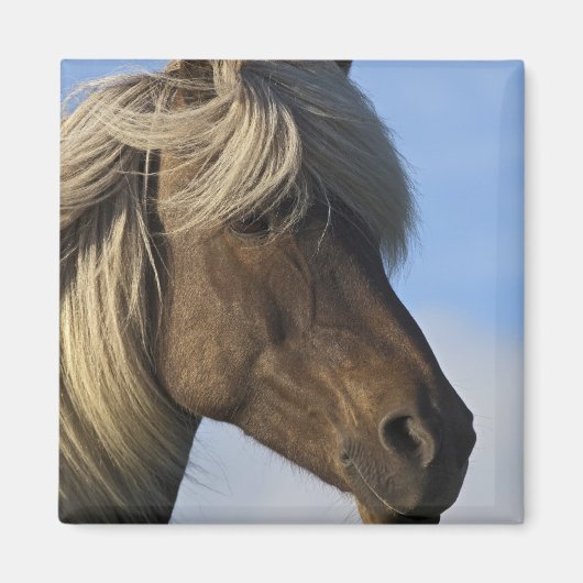 アイスランド，アイスランドの馬の頭 マグネット (正面)