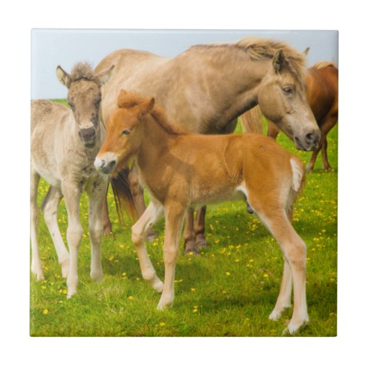 アイスランド ディルホラエイ アイスランドの子馬 タイル (正面)