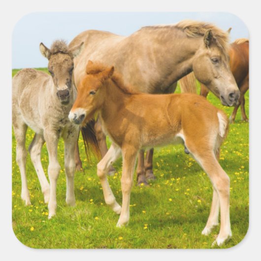 アイスランド。ディルホレイイ。アイスランドの馬の仲間 スクエアシール (正面)