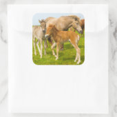 アイスランド。ディルホレイイ。アイスランドの馬の仲間 スクエアシール (バッグ)