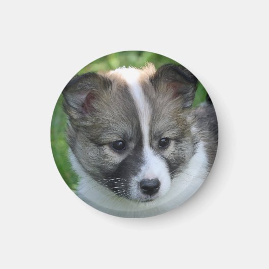 アイスランド・ドッグの子犬 マグネット (正面)
