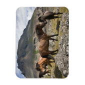 アイスランド、ホフンの近くにいる馬の群れ マグネット (縦)
