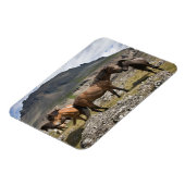 アイスランド、ホフンの近くにいる馬の群れ マグネット (左側)