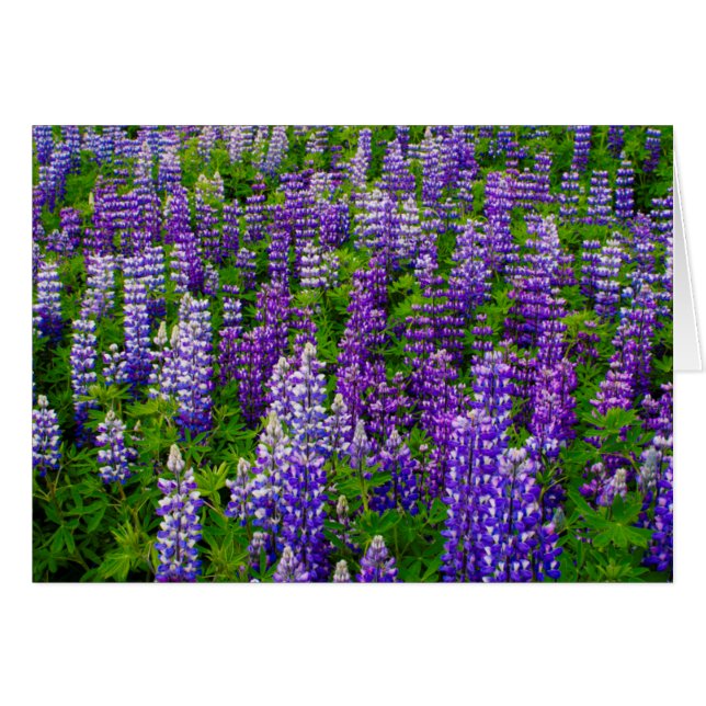 アイスランド ヴィーク・イ・ミュルダール ルピナスの花畑 (正面横)