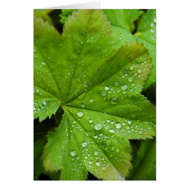 アイスランド。南地域。グルフォス (正面)